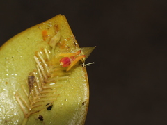 Lepanthes