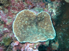 Leptoseris explanata