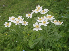 Anemonastrum fasciculatum