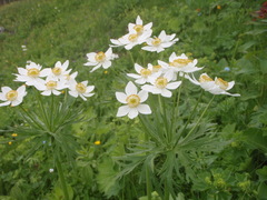 Anemonastrum fasciculatum