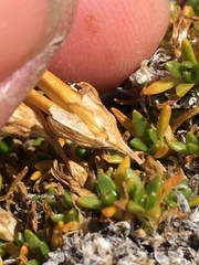 Pseudocherleria macrocarpa