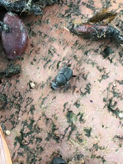 Onthophagus