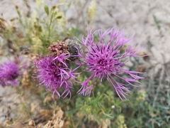 Centaurea scabiosa