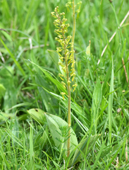 Neottia ovata