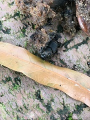 Onthophagus