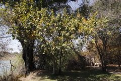Combretum