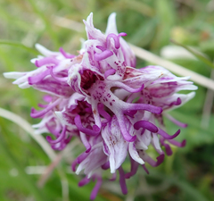 Orchis simia