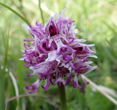 Orchis simia