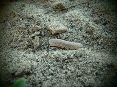 Copablepharon grandis