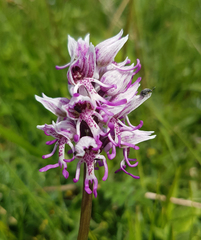Orchis simia