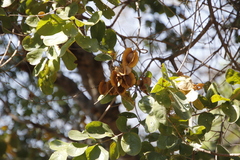 Combretum