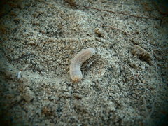 Copablepharon grandis