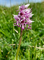 Orchis simia