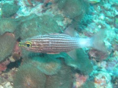 Cheilodipterus macrodon