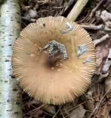 Amanita rhacopus