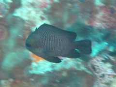 Dascyllus trimaculatus