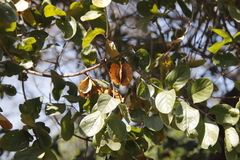 Combretum