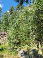 Pinus ponderosa