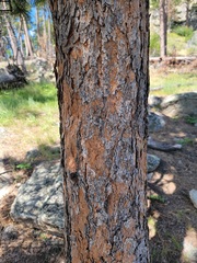 Pinus ponderosa