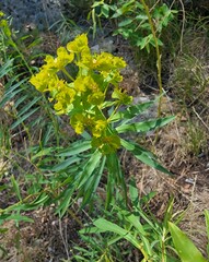 Euphorbia