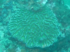 Lobophyllia