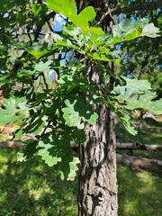 Quercus macrocarpa