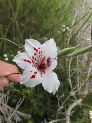 Gladiolus variegatus