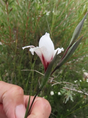 Gladiolus variegatus