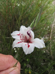 Gladiolus variegatus