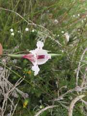 Gladiolus variegatus