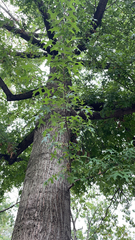 Quercus palustris