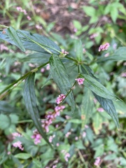 Persicaria longiseta