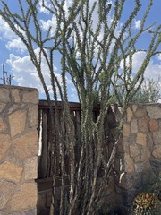 Fouquieria splendens