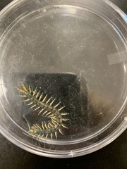 Hemiscolopendra marginata
