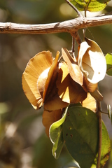 Combretum
