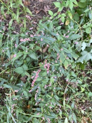 Persicaria longiseta