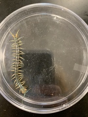 Hemiscolopendra marginata