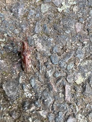 Monochamus carolinensis