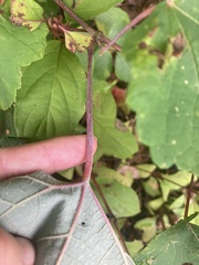 Vitis aestivalis