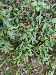 Persicaria longiseta