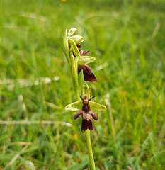 Ophrys insectifera