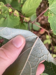 Vitis aestivalis
