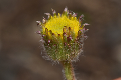 Erigeron compositus