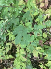 Vitis aestivalis