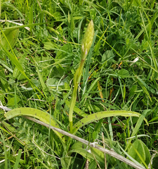 Dactylorhiza fuchsii