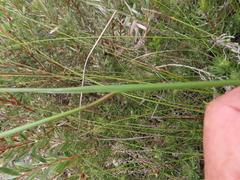 Gladiolus variegatus