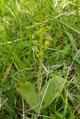 Neottia ovata
