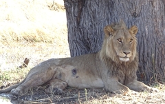 Panthera leo melanochaita