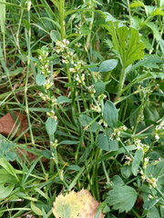 Polygonum