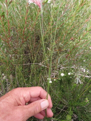 Gladiolus variegatus